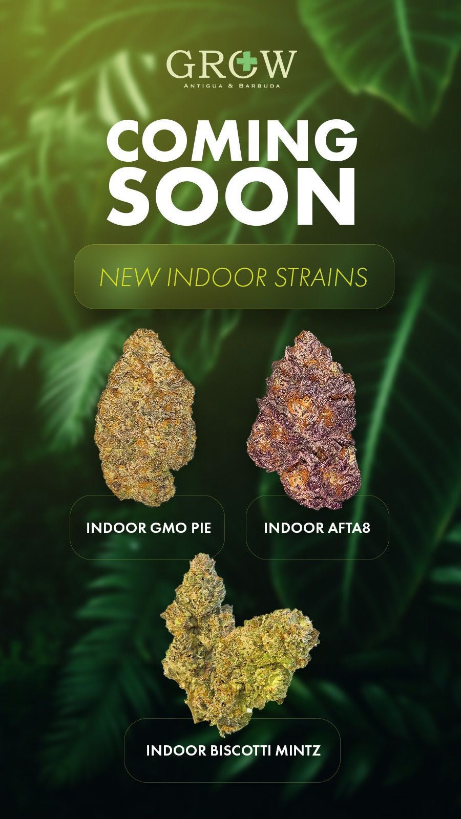 NEW INDOOR STRAINS