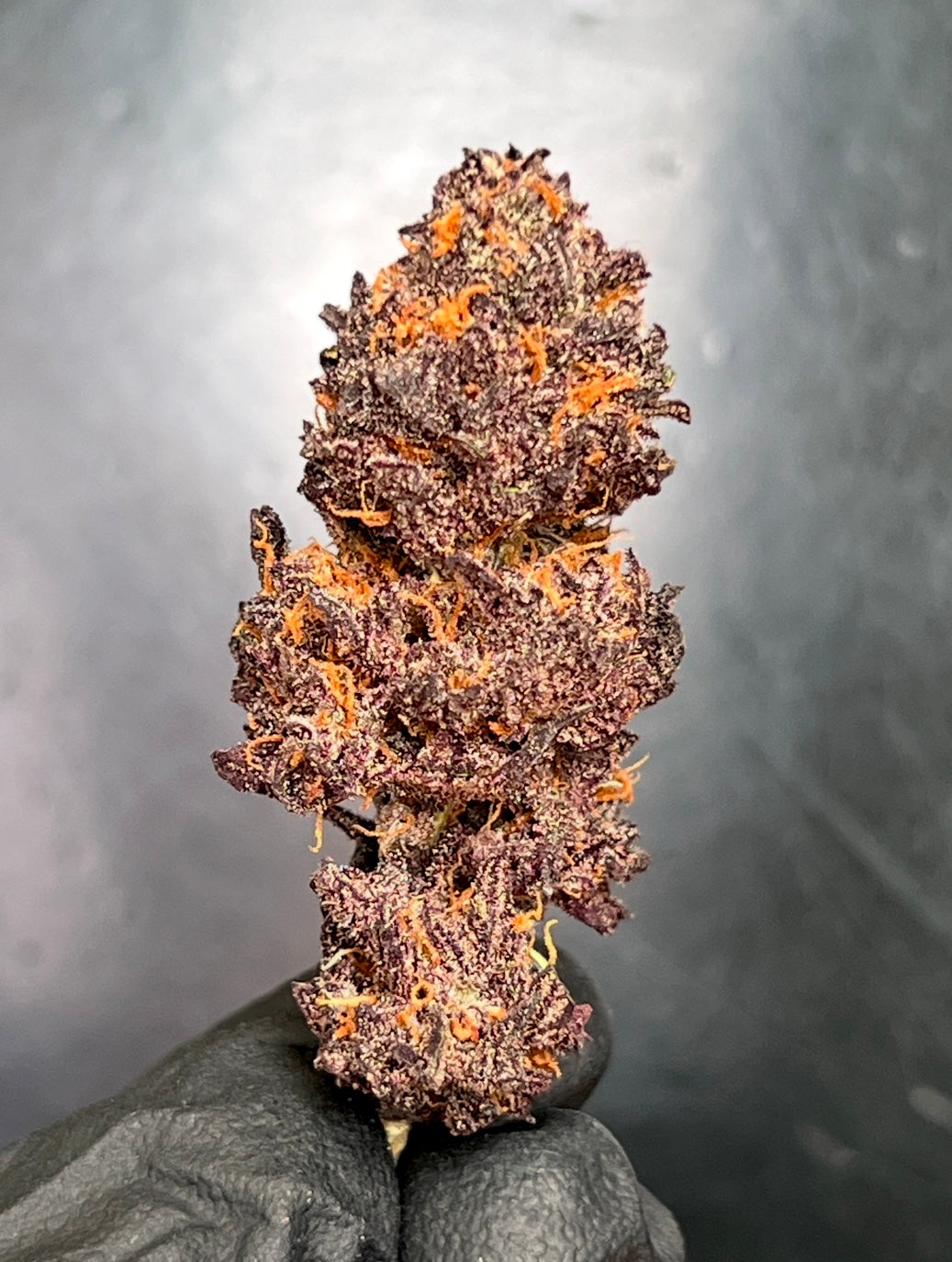 Tropical Storm Flower