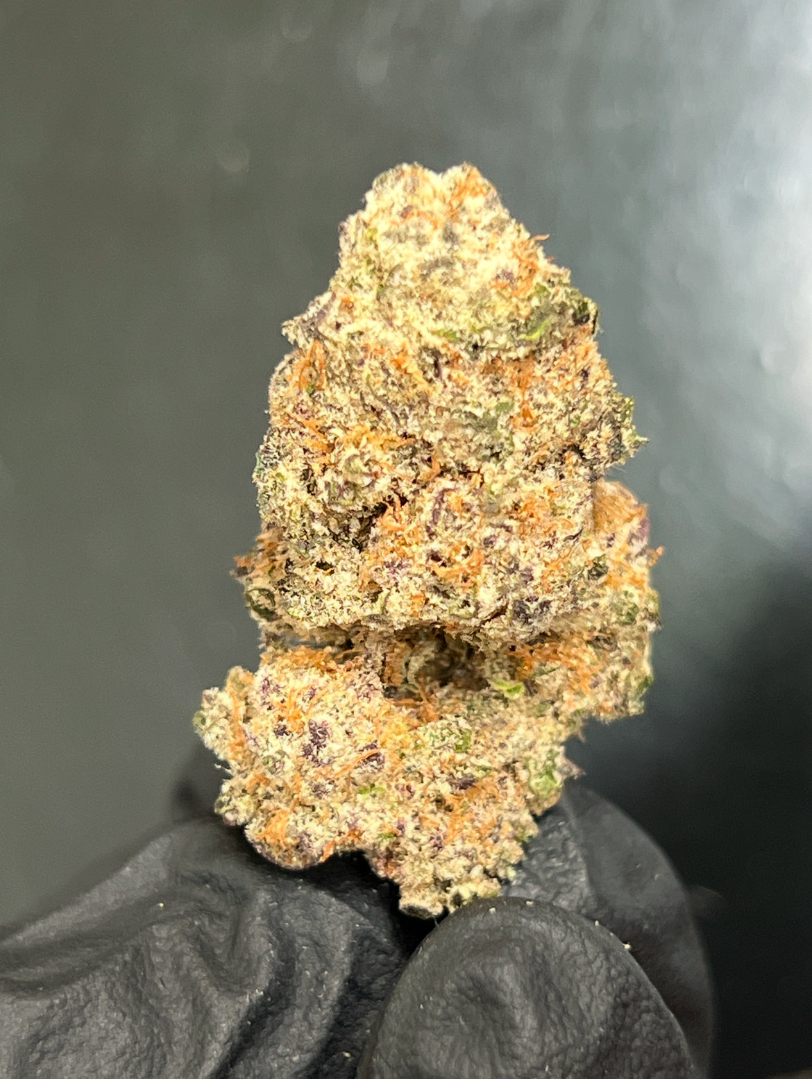 Frigate Bird Kush Flower