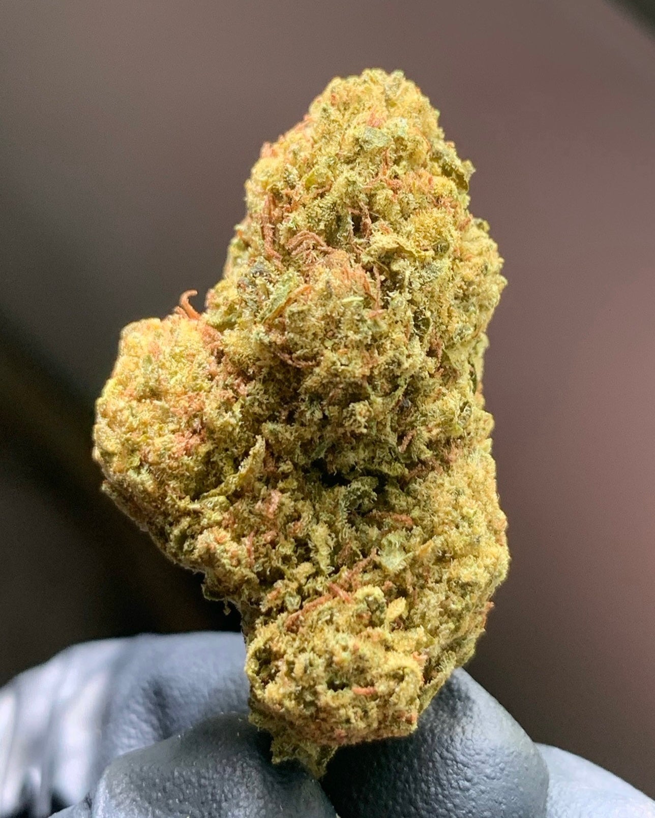 Durban Passion Flower