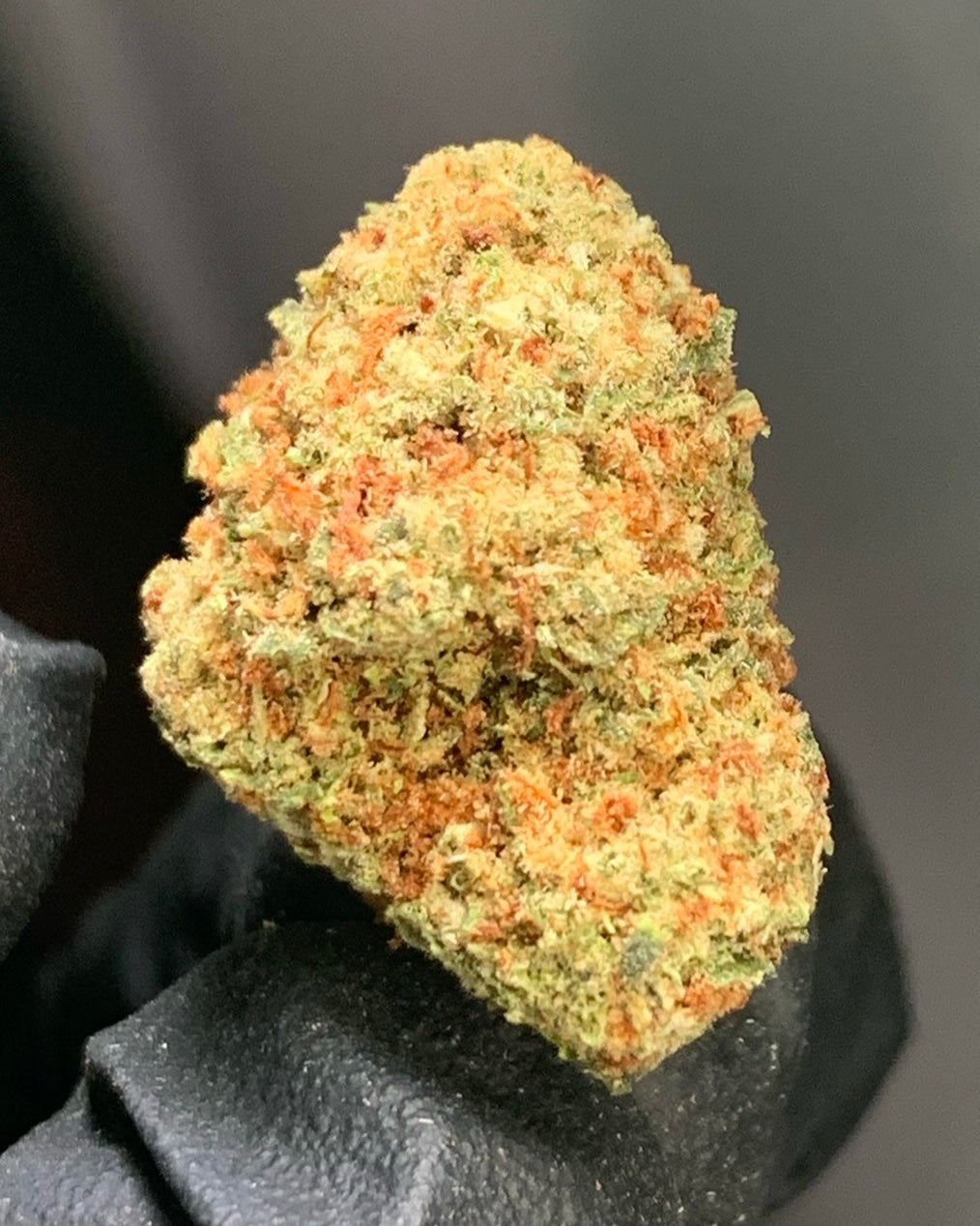 Frigate Bird Kush Flower